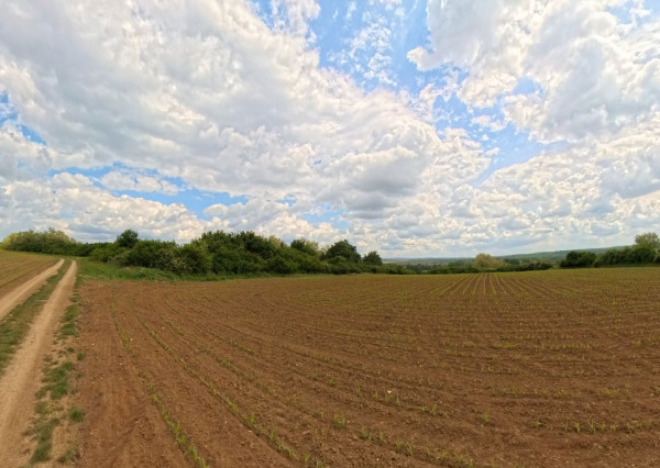 Predaj vinice a pozemku pri Zlatých Moravciach – Dolné Vinice